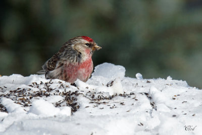Sizerin flamm - Common Redpoll