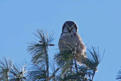 Chouette pervire - Northern hawk owl