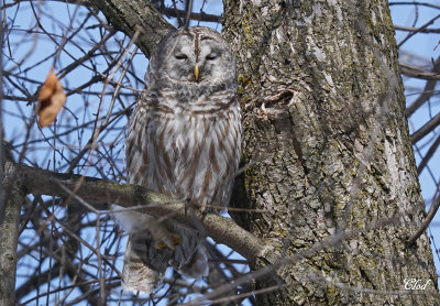 Chouette raye - Barred owl