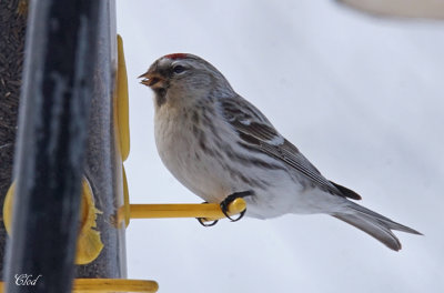 Sizerin blanchtre - Hoary redpoll