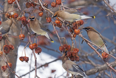 Jaseur dAmrique - Cedar waxwing