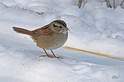 Bruant des marais - Swamp sparrow