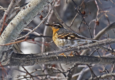 Grive  collier - Varied thrush