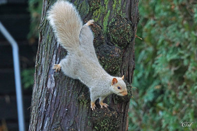 Écureuil gris - Grey squirrel