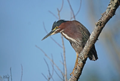 Héron vert - Green heron