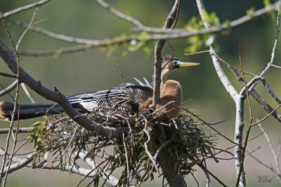 Anhinga d'Amérique (fem) - Anhinga