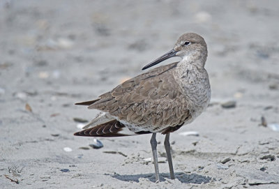 Chevalier semipalmé - Willet
