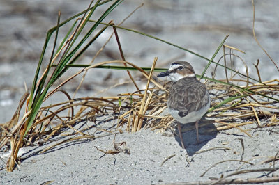 Pluvier de Wilson - Wilson's plover