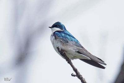 Hirondelle bicolore - Tree swallow