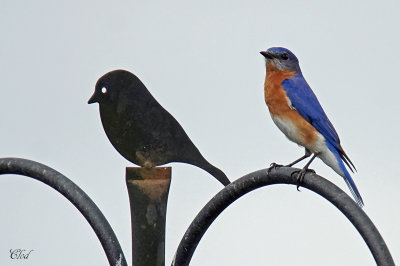 Merlebleu de l'est - Eastern bluebird