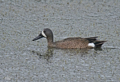 Sarcelle à ailes bleues - Blue-winged teal