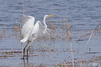 Grande aigrette - Great egret