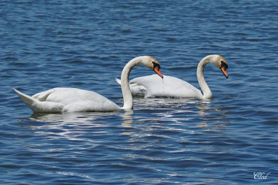 Cygnes tubercul - Mute swans