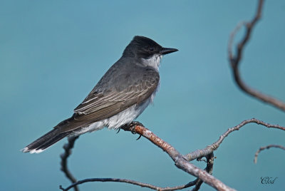 Tyran tritri - Eastern kingbird