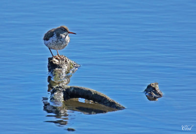 Chevalier grivelé - Spotted sandpiper