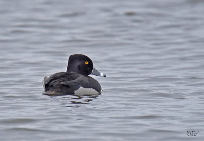 Fuligule à collier - Ring-necked duck