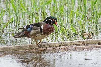 Canard branchu - Wood duck