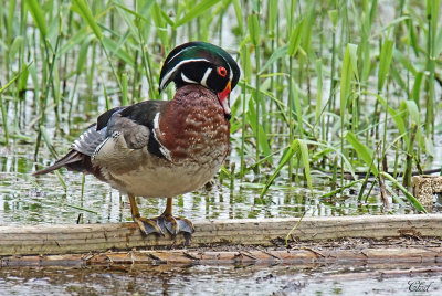 Canard branchu - Wood duck