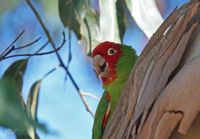 Conure  tte rouge - Red-masked parakeet