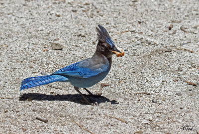 Geai de Steller - Steller's jay