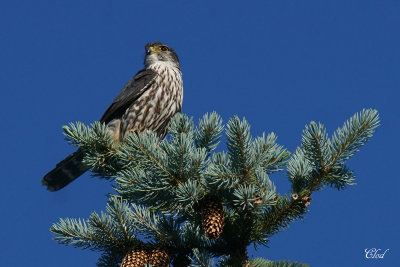 Faucon merillon - Merlin