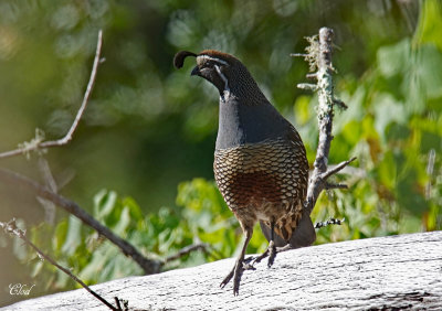 Colin de Californie - California quail