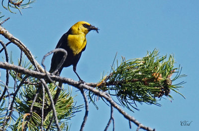 Carouge  tte jaune - Yellow-headed blackbird
