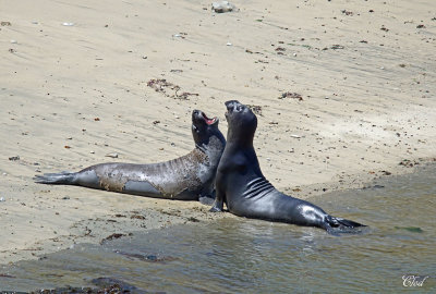 Elephant de mer - Elephant seal