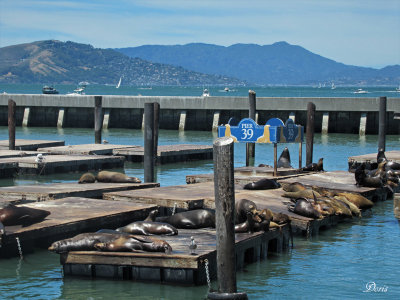 Pier 39