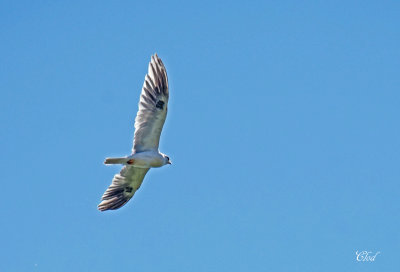 lanion  queue blanche - White-tailed kite