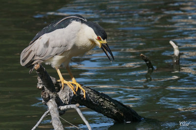 Bihoreau gris - Black-crowned Night-heron