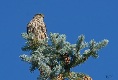 Faucon merillon - Merlin