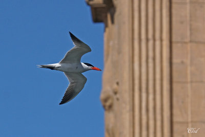 Sterne caspienne - Caspian tern