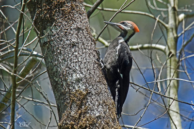 Grand pic - Pileated woodpecker