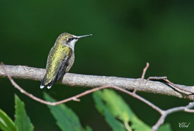 Colibri à gorge rubis - Ruby-throated hummingbird (F)