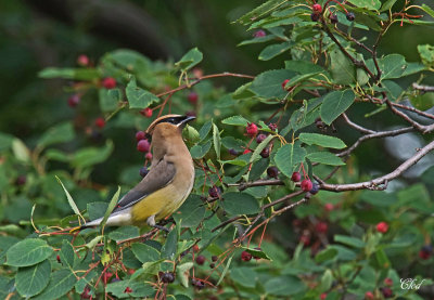 Jaseur d'Amrique - Cedar waxwing