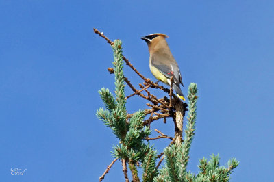 Jaseur d'Amrique - Cedar waxwing