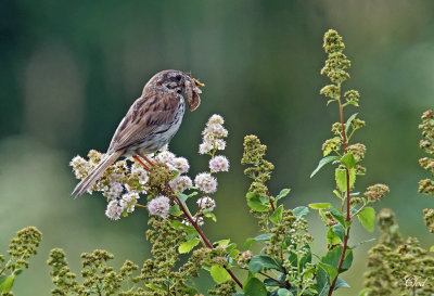 Bruant chanteur - Song sparrow