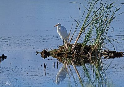 Grande aigrette - Great egret