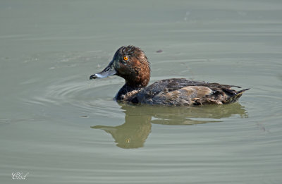 Fuligule à tête rouge - Redhead