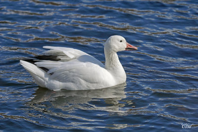 Oie des neiges - Snow goose