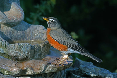 Merle d'Amrique - American robin