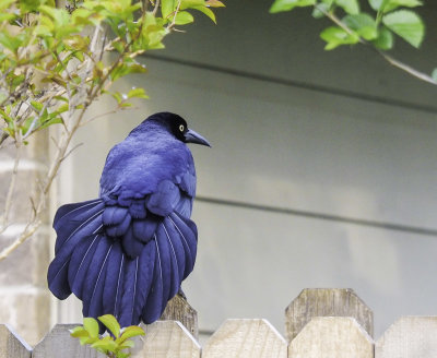 The Magniicent Grackle