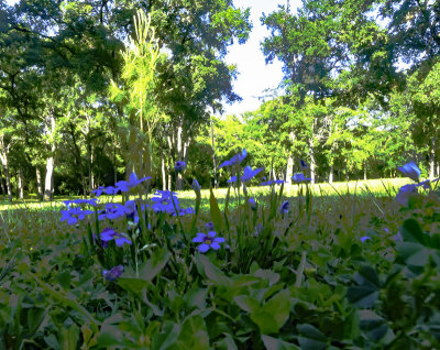 Flowers among the trees