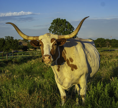 The Longhorn at sunset
