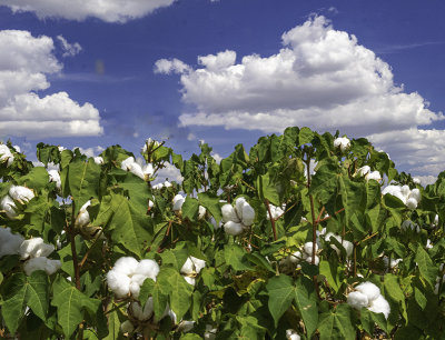 Cotton Crop,  Cotton Clouds