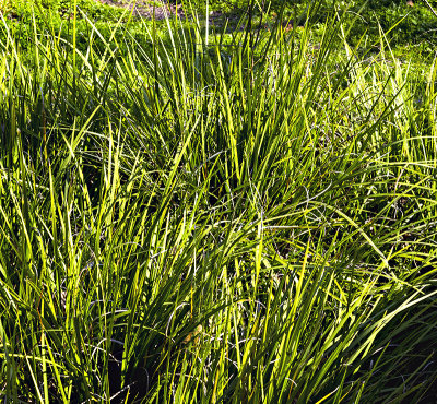 Native grasses in the rear garden