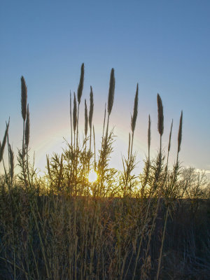 Reeds