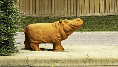 Stray Hippo.  Found in mediun strip in a housing development.
