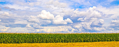 A Texas cornfield